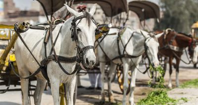 Brooke collaborates on new Pakistan equine laws